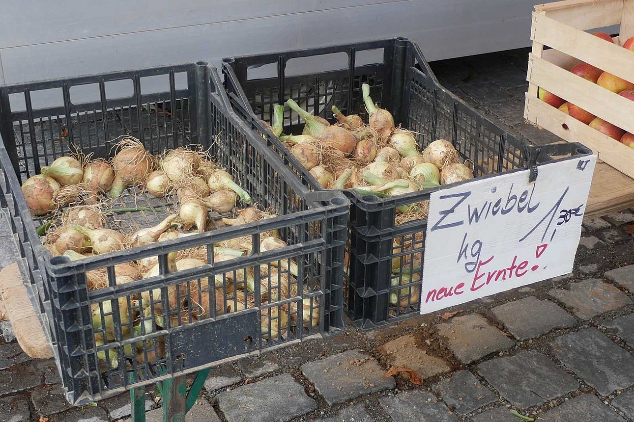 Solange die Zwiebeln nicht schalenfest sind, holt Hans Ebner nur kleine Mengen vom Feld. Kunden wissen, dass sie sie bald verarbeiten müssen. (Foto: Hannelore Summer) Solange die Zwiebeln nicht schalenfest sind, holt Hans Ebner nur kleine Mengen vom Feld. Kunden wissen, dass sie sie bald verarbeiten müssen. (Foto: Hannelore Summer)