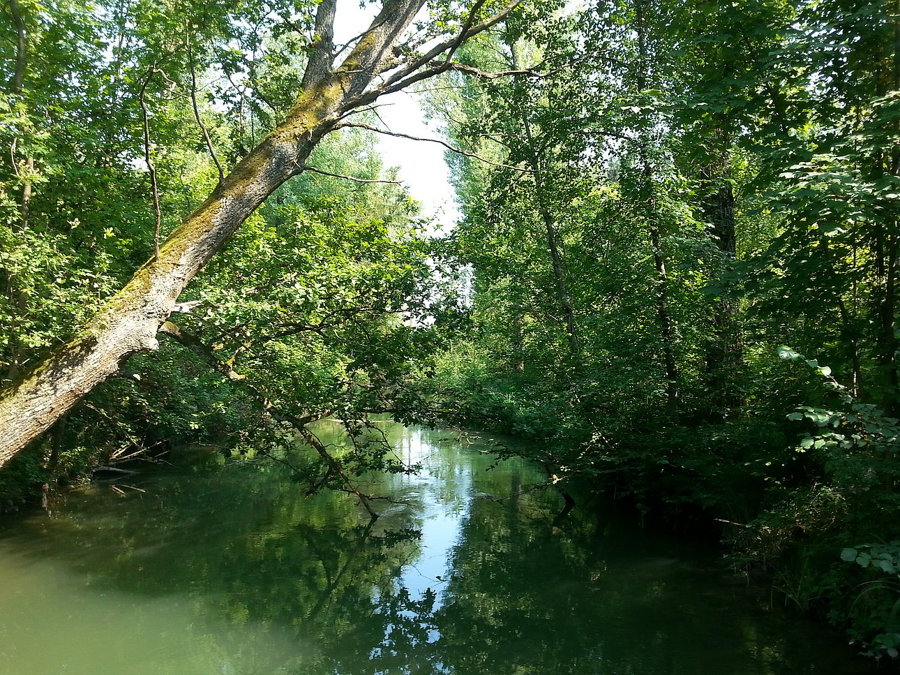 Auwald in der Nähe der Isarmündung (Foto: Agnes Jäger)