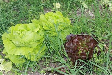 Bio Hofladen Gärtnerhof  Fritsche